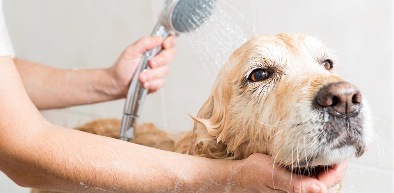 AKC Certified Pet Grooming Shop Purrfect Pets
